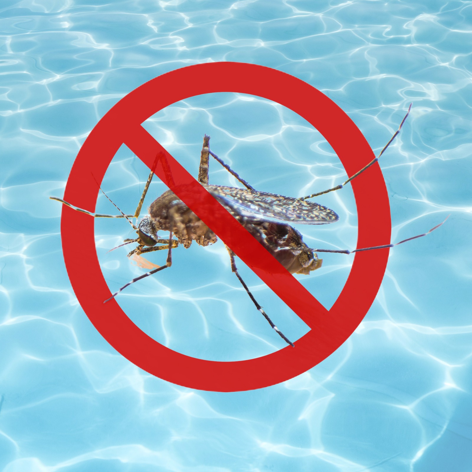 Cuidados para evitar a proliferação do mosquito da dengue na sua piscina